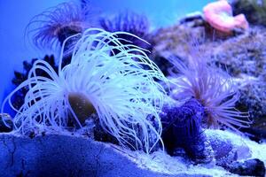 Seaweed and coral. Underwater life. photo