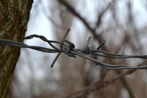 Barbed wire outdoor. photo