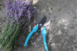 Bouquet of lavender near secateurs outdoor photo