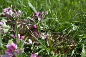 Pink glasses and blooming branch on a green grass. photo