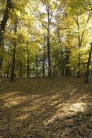 Autumn park. Yellow foliage. Beautiful and peaceful place. Autumn landscape. photo