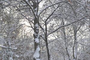 The trees covered by snow. photo