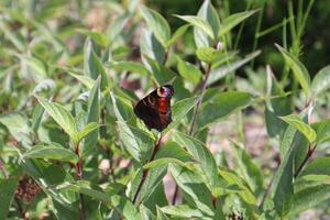 The butterfly on a green leaf. photo