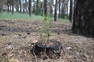 Small sapling of pine growing in the forest. photo