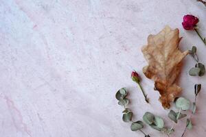 Herbarium of eucalyptus, oak leaves and roses on the pink concrete background. photo