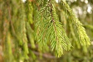 Green spruce background. Green srpuce texture photo