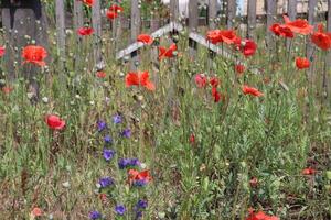 Red poppy in the field, close up. photo