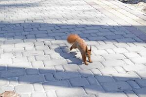 Cute red squirrel runs on the ground in a forest. photo