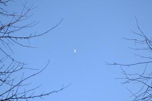 Blue sky with white moon. Evening sky. Branches of trees photo