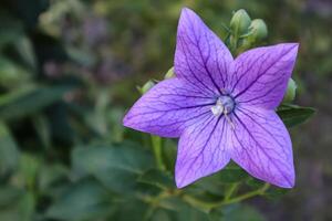 japonés campanilla en floración, cerca arriba. foto