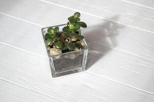 crassula ovata hogar planta en un blanco de madera antecedentes. foto