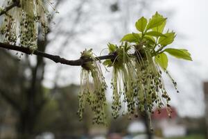 Beautiful spring buds. Seasonal blooming macro. photo