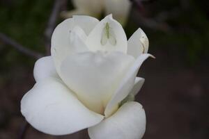 The blossom of white magnolia. photo