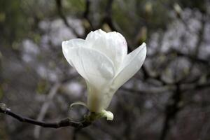 The blossom of white magnolia. photo