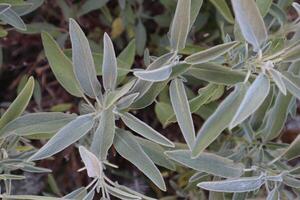 Salvia officinalis bush, close up. Leaves of salvia. Natural background. photo