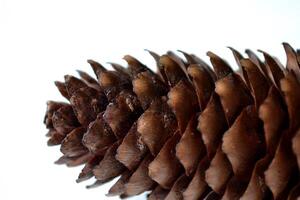 The fir cone close up. Natural texture. photo