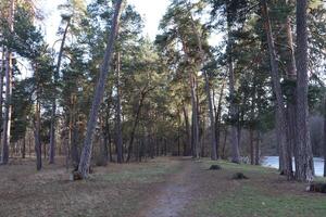 Scenery landscape in pine woodland. The path in forest. photo