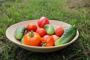 Tomatoes and cucumbers in a basket outdoor. photo