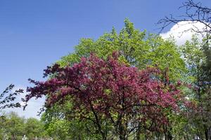 Pink blossom branches of cherry tree. Macro shot. Beauty of nature at spring. photo