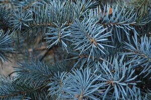 Blue spruce background. Blue srpuce texture. photo