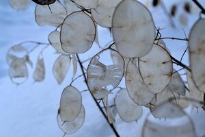 Plant in winter garden. Natural pattern. photo