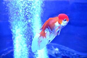 Aquarium goldfish. Underwater life. photo