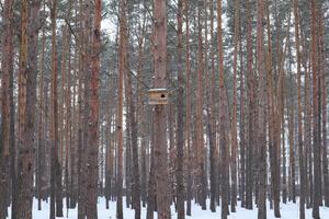 Birdhouse on the pine tree in winter forest. photo