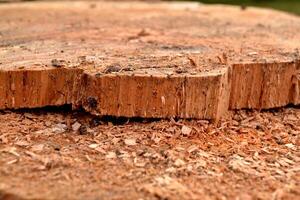 Wooden texture with sawdust. Saw mill photo