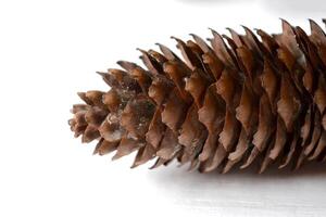 The fir cone close up. Natural texture. photo