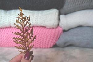 The branch of conifer tree in woman's hand. photo