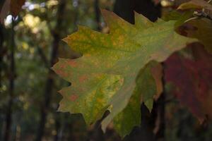 The oak leaves at autumn park, close up. Beautiful autumn background. photo