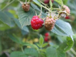 Red raspberries growing on the bush. photo