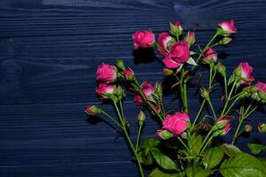 Pink roses on the dark blue wooden background. photo