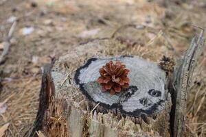 Pine cone on the wooden background, close up. photo