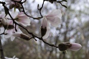 The blossom of rose magnolia macro. Magnolia blooming. photo