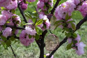 un rosado racimos de un floreciente sakura árbol en contra un verde césped antecedentes. macro disparo. foto