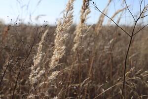 Pampas grass outdoors in light pastel colors. Dry reed in boho style photo