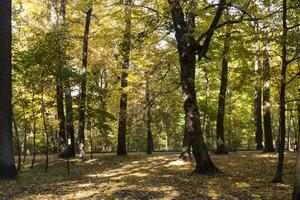 Autumn park. Yellow foliage. Beautiful and peaceful place. Autumn landscape. photo