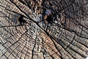 Old wooden texture. Natural pattern. Macro shot. photo