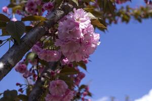 A pink bunches of a blooming sakura tree against a green grass background. Macro shot. photo