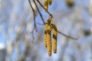 primavera brotes en el árbol cerca arriba. foto