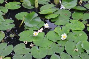 Water lily in the pond, close up. White lotus. photo