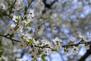 floreciente árbol a primavera. foto