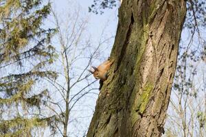 Funny red squirrel on trunck of tree. photo