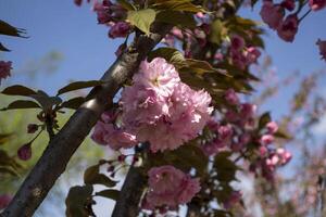 A pink bunches of a blooming sakura tree against a green grass background. Macro shot. photo