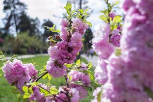 A pink bunches of a blooming sakura tree against a green grass background. Macro shot. photo