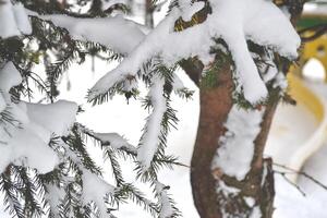 The trees covered by snow. photo