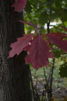 The oak leaves at autumn park, close up. Beautiful autumn background. photo