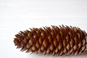 The fir cone close up. Natural texture. photo
