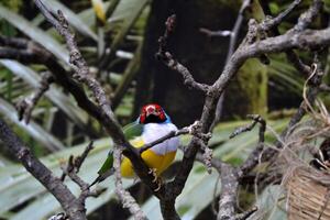 vistoso tropical loro sentado en el rama. foto